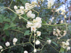 Antigonon flavescens
