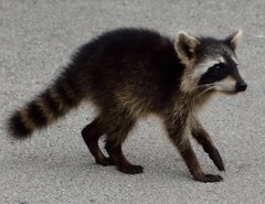 Procyon lotor