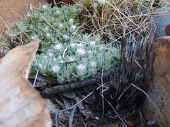 Helichrysum cerastioides