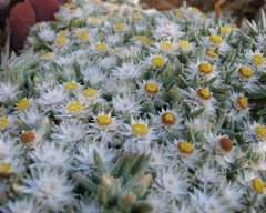 Helichrysum cerastioides