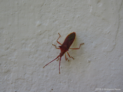 Gonocerus insidiator