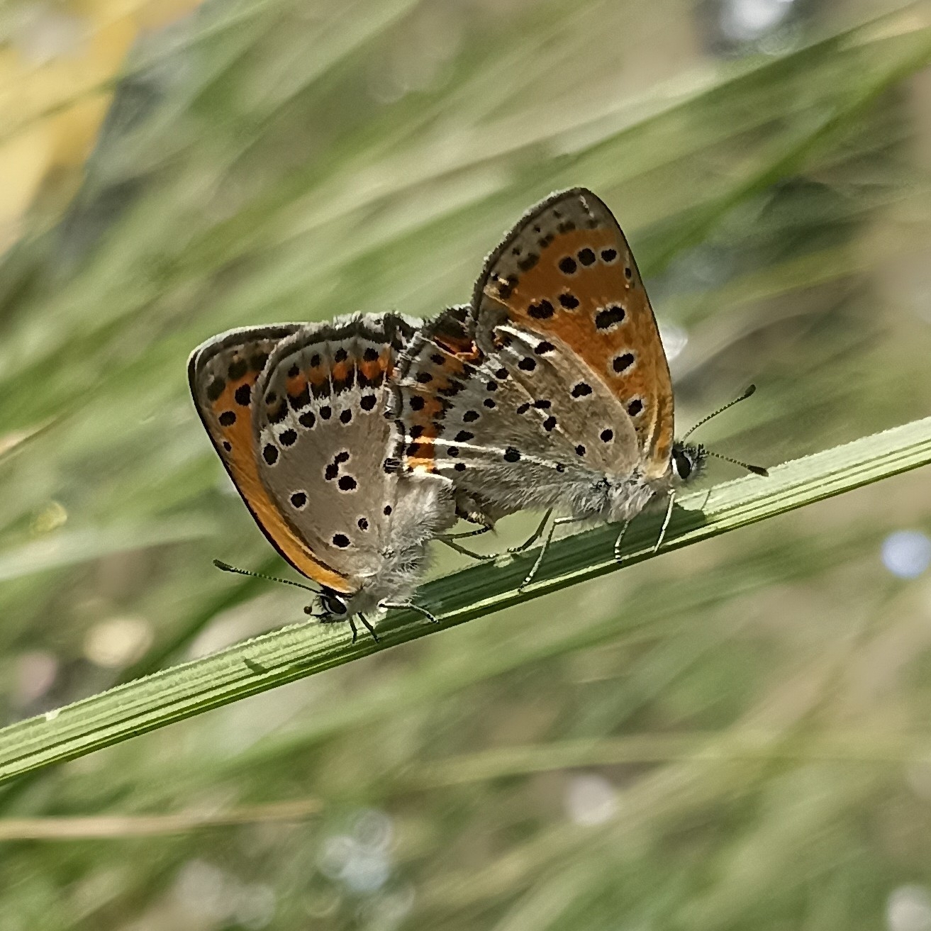 White-Bordered Copper