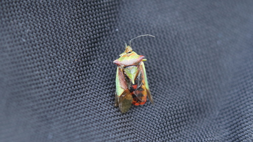 Acanthosoma haemorrhoidale
