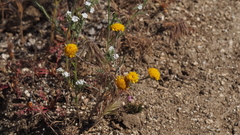 Chaenactis glabriuscula glabriuscula