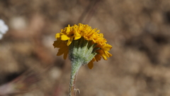 Chaenactis glabriuscula glabriuscula