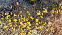 Chaenactis glabriuscula glabriuscula