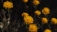 Chaenactis glabriuscula glabriuscula