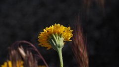 Chaenactis glabriuscula glabriuscula