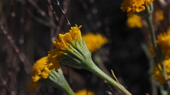 Chaenactis glabriuscula glabriuscula