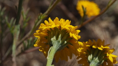 Chaenactis glabriuscula glabriuscula