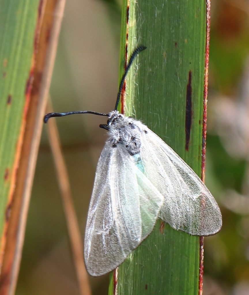 Orna nebulosa