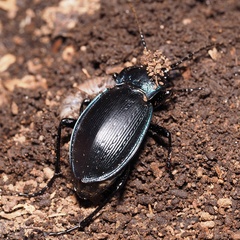 Carabus catenulatus