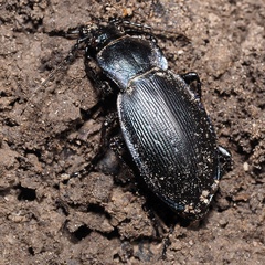 Carabus catenulatus