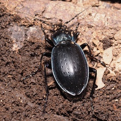 Carabus catenulatus