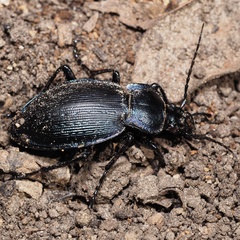 Carabus catenulatus