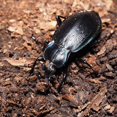 Carabus catenulatus
