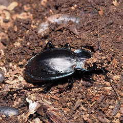 Carabus catenulatus