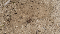 Saltugilia australis