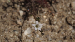 Saltugilia australis