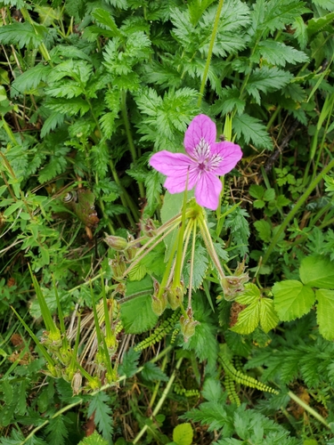 Erodium manescavi (Erodium manescavi)