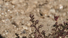 Saltugilia australis