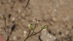 Saltugilia australis