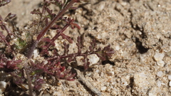 Saltugilia australis