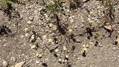 Leptosiphon lemmonii