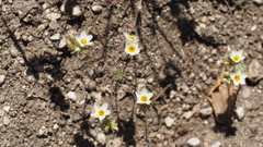 Leptosiphon lemmonii