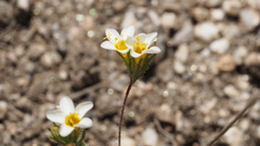 Leptosiphon lemmonii