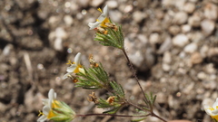 Leptosiphon lemmonii