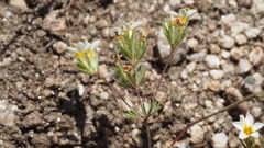 Leptosiphon lemmonii