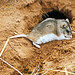 Grasshopper Mice - Photo NPS, no known copyright restrictions (public domain)