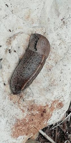 Tandonia rustica