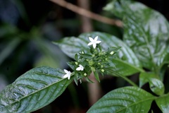 Pentas micrantha