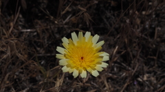 Malacothrix californica
