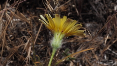 Malacothrix californica