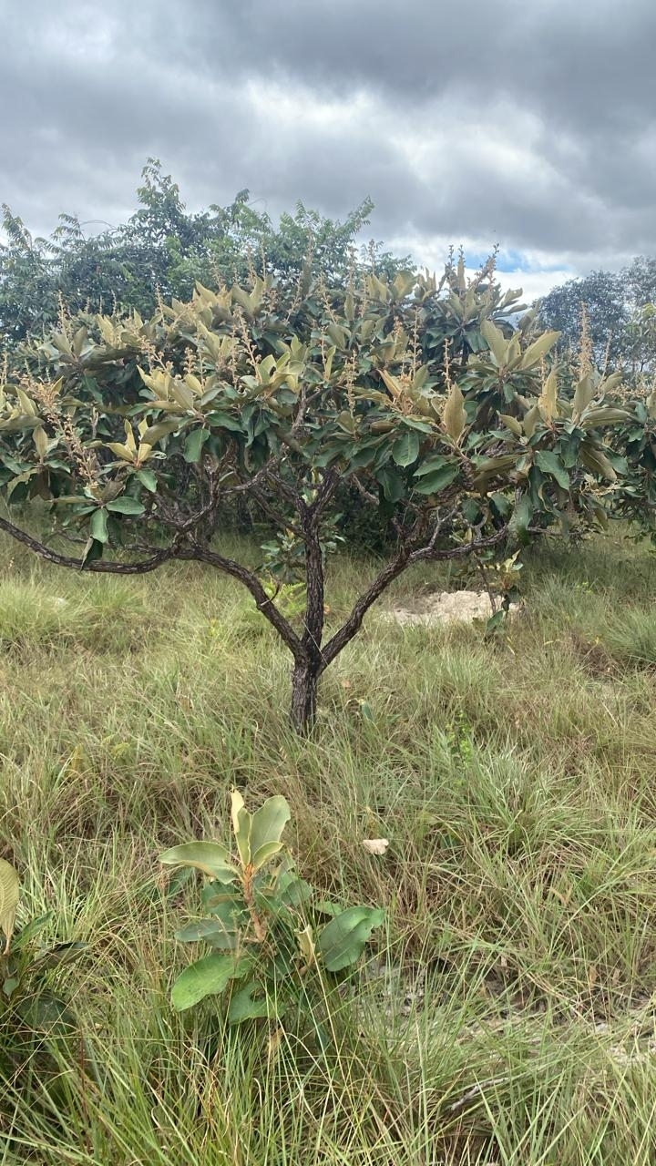 Miconia ferruginata