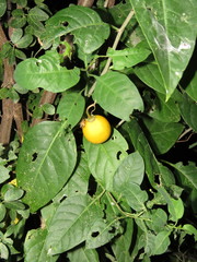 Solanum glaucescens