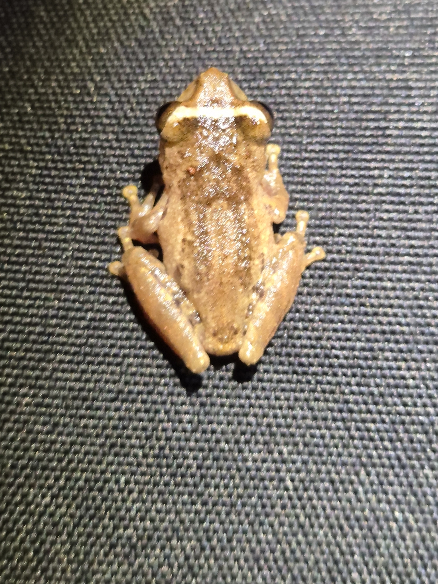Anil'S Bush Frog Anura