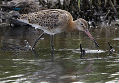 Limosa limosa