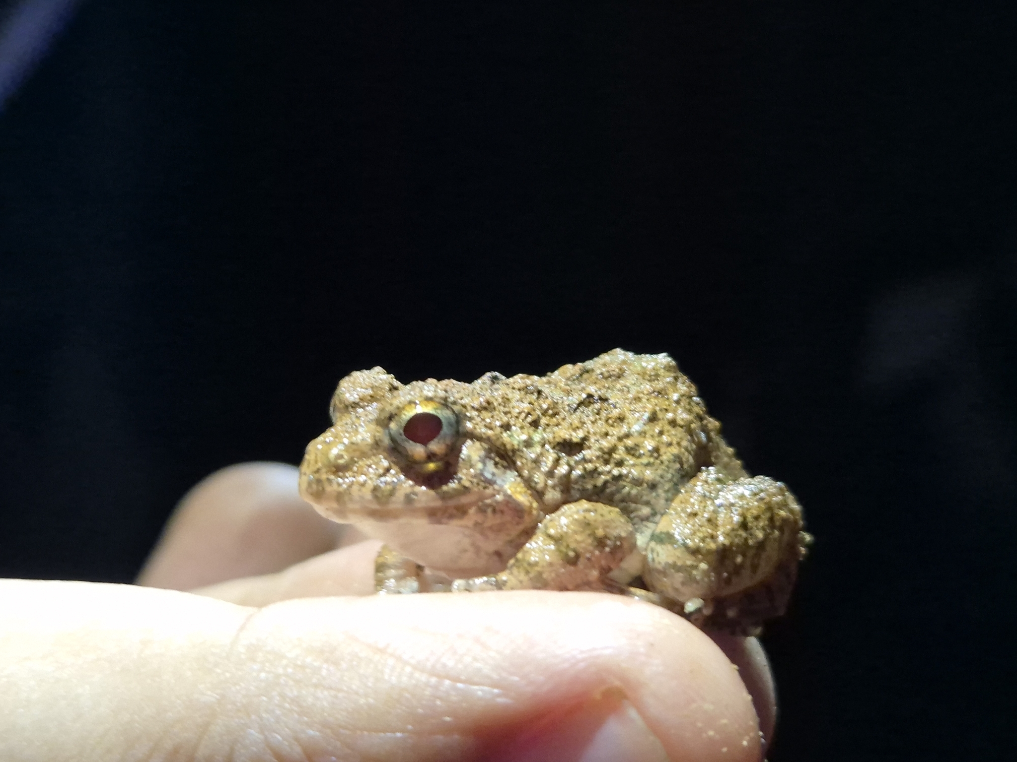 Rufescens Cricket Frog