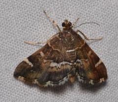 Hymenia perspectalis