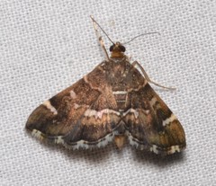 Hymenia perspectalis