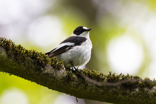 Papamoscas acollarado (Ficedula albicollis)