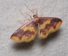 Lophosis labeculata