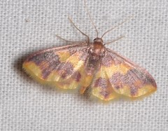 Lophosis labeculata