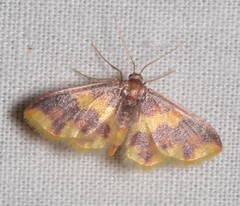 Lophosis labeculata