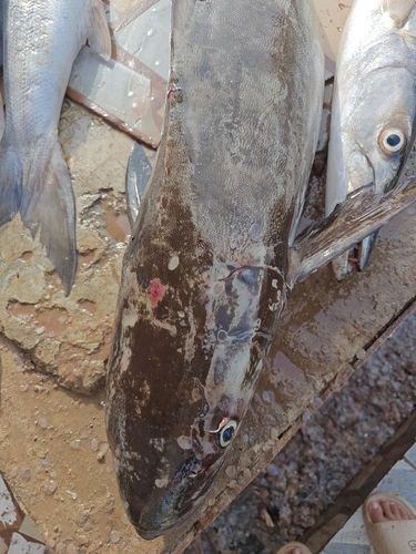 Cobia