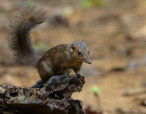 Palawan Treeshrew (Tupaia palawanensis) — Least Concern Mammalia